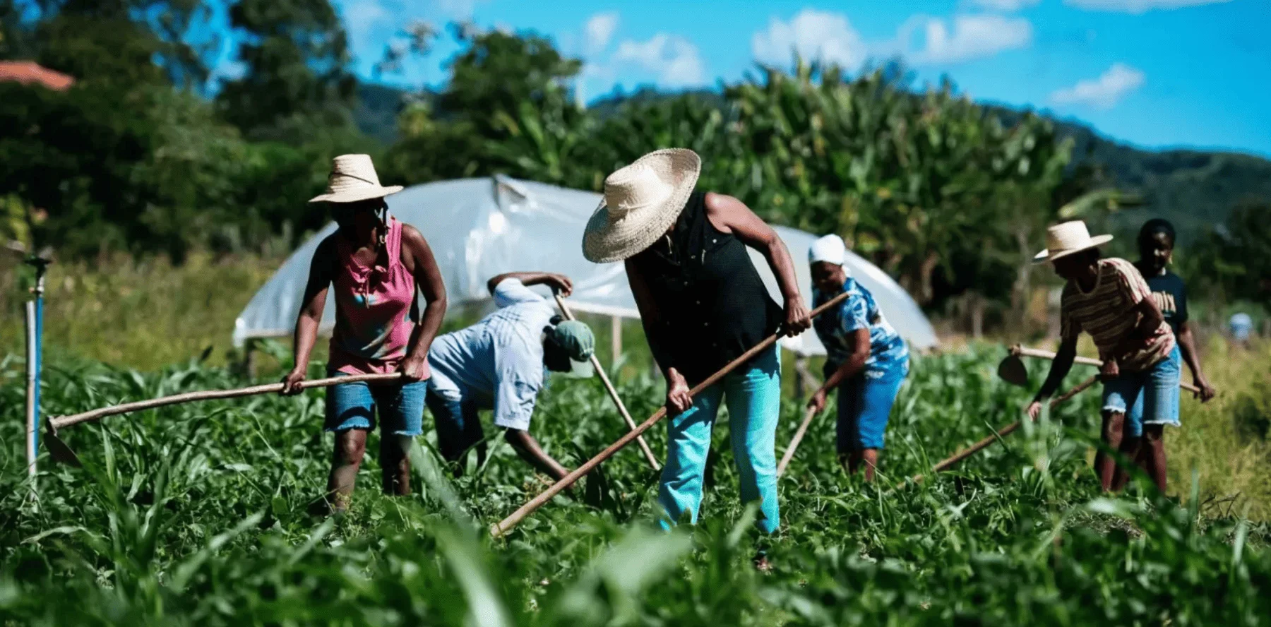 Por que produzir sem planejamento trava o crescimento da agricultura familiar